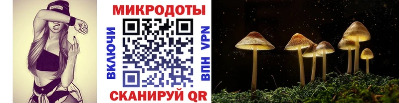 сколько стоит  Лахденпохья  Псилоцибиновые грибы Cubensis 